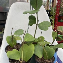 Hoya Kerrii Plants 🪴 