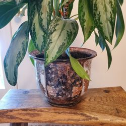 JAPANESE PORCELAIN PLANTER AND CHINESE EVERGREEN PLANT 