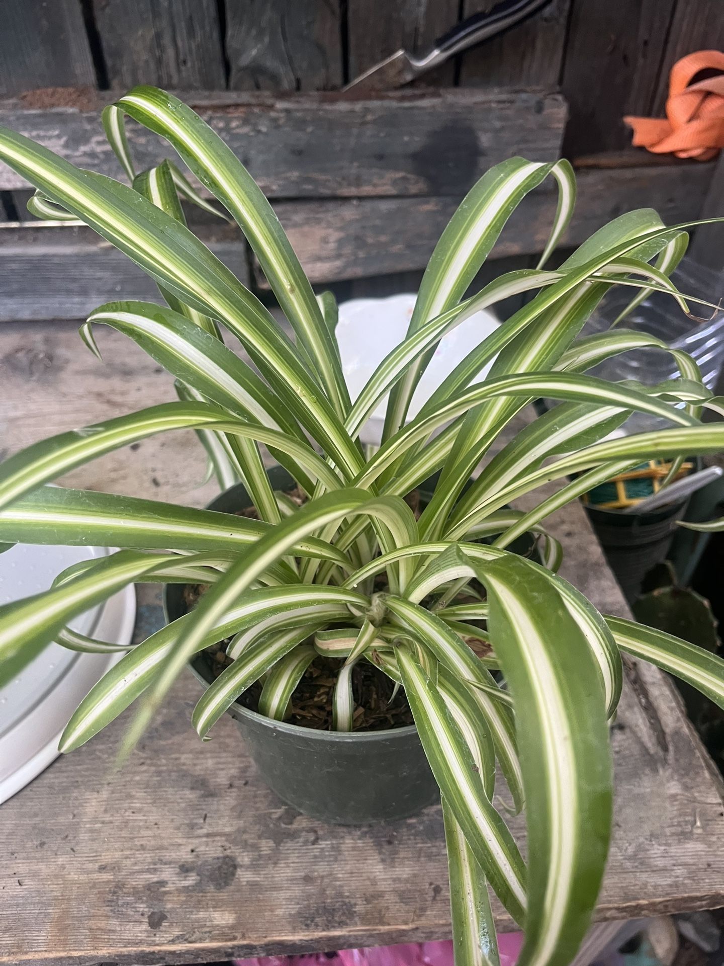 Spider Plants $10 Cada Maceta Con Planta Tengo 3 Disponibles