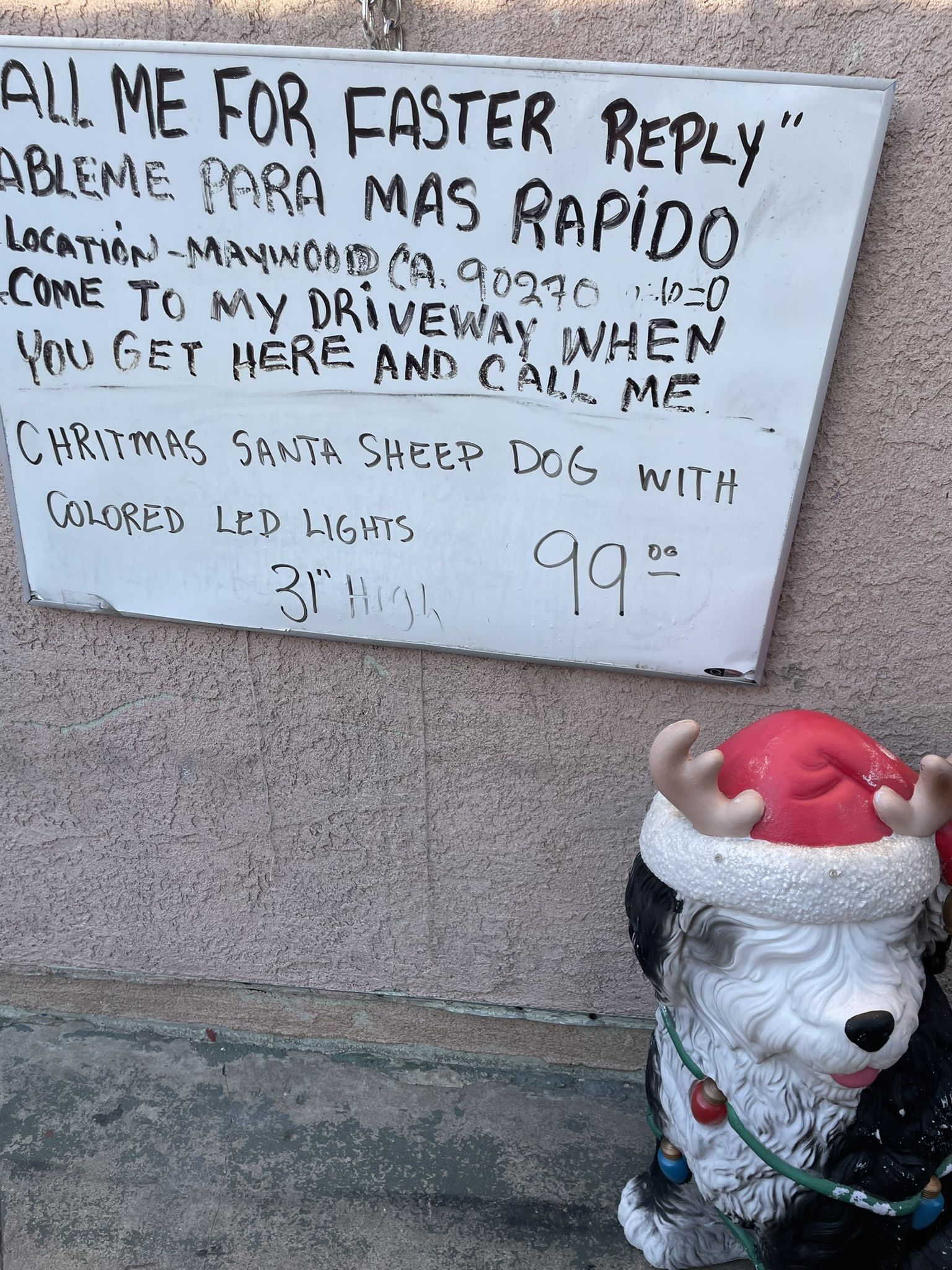 Santa Sheep Dog 