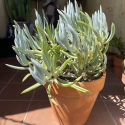 Blue Chalk Succulent Plant