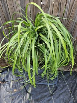 Ponytail Palm 3 Gallons Pot Live Plants 