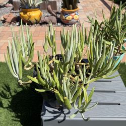 Dudleya Edulis DEAD MAN’S FINGERS Succulent Plants