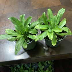 Culantro /Mexican Cilantro Plant(2 Cup For $10) 4 Inch Cup