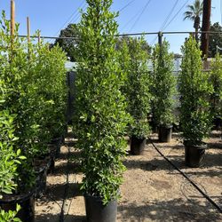 Ficus Nitida Privacy Hedge