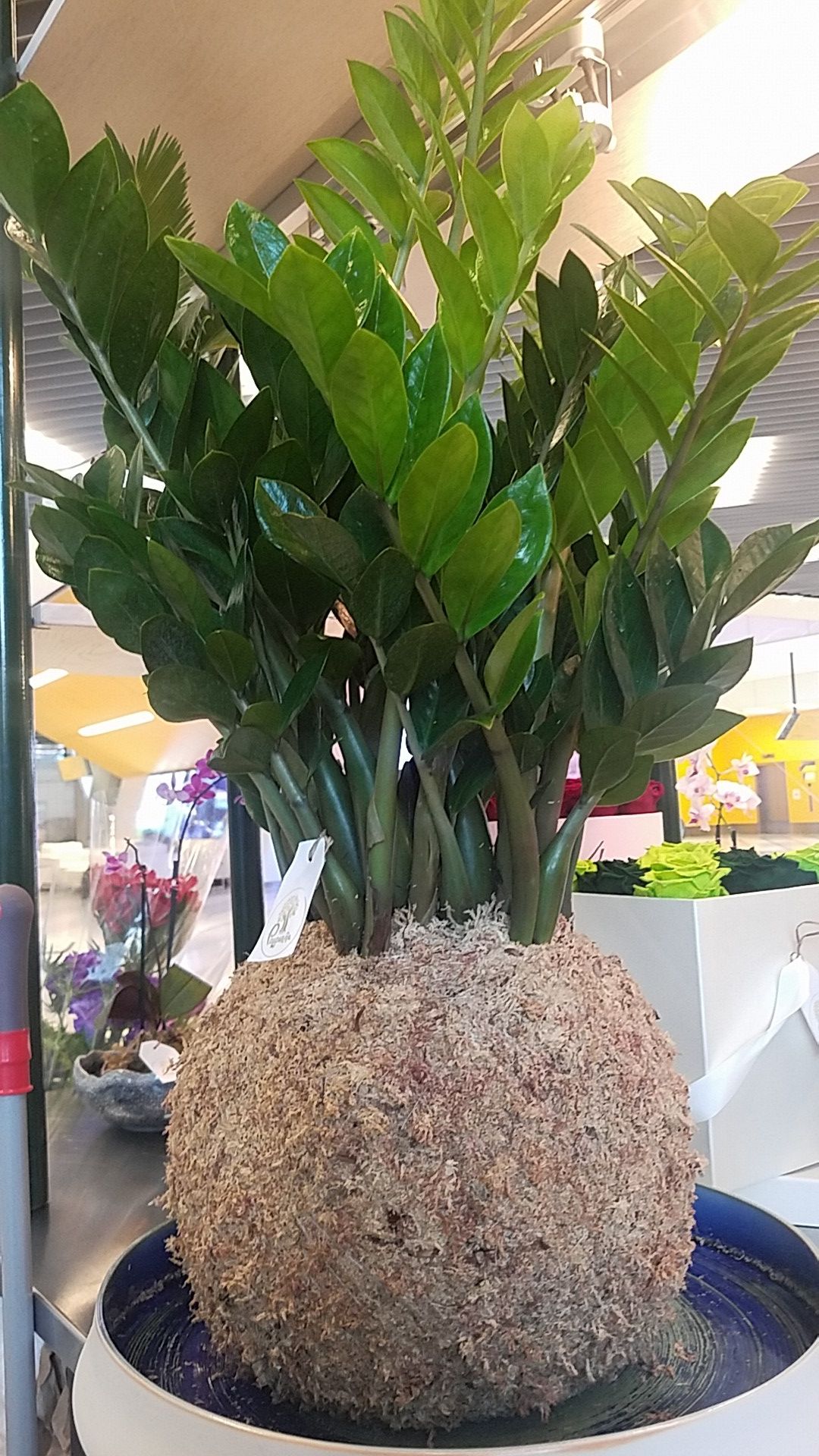 Sisi plant in organic bowl