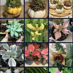 Exotic Decor/ Indoor Plants/succulentas/calatheas/arrowheads plants/syngonium/alocasia/monsterra/strean Of Hearts/ Succulents/philodendron