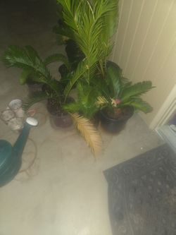 Sago palm tree
