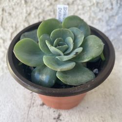 3 Inch Pot - Succulent Plant - Echeveria Painted Lady - Echeveria Derenbergii - Rooted & Established Plant - Drought Resistant - 🪴 