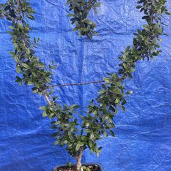 Bonsai Olive Tree Shaped As Heart $70