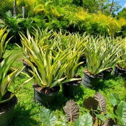 big 15g false agave plants great for pretty yard statements, compare at $150+ elsewhere