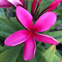 Plumeria Red