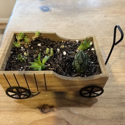 Small Succulent / Cactus Wagon