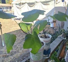 Olympian Fig Trees