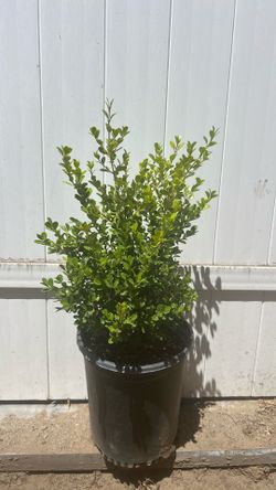 Boxwood Japanese