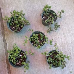 String Of Watermelon