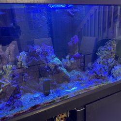 Aquarium 