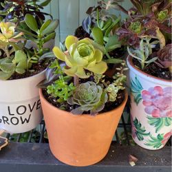 Beautiful Succulents 