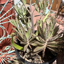 Large 12-14” Mother Of Thousands Cuttings 2PC Cuttings