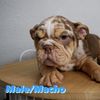 Alejandro