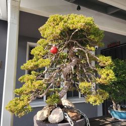 Japanese Juniper Bonsai - Dome