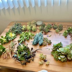 13 Varieties Of Succulents 
