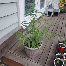Peach Tree $20