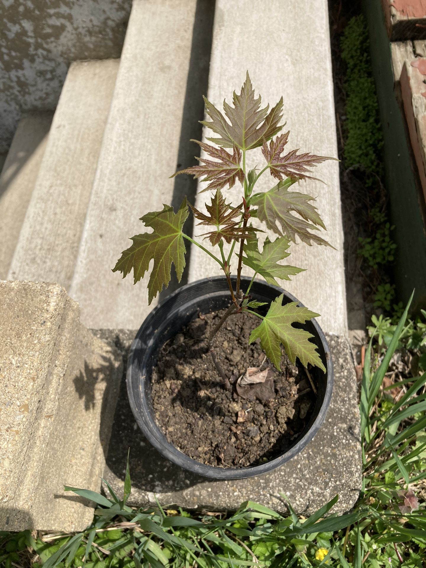 10” Potted Maple Tree