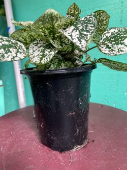 Hypoestes
