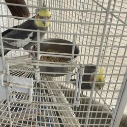 Bird Cage 