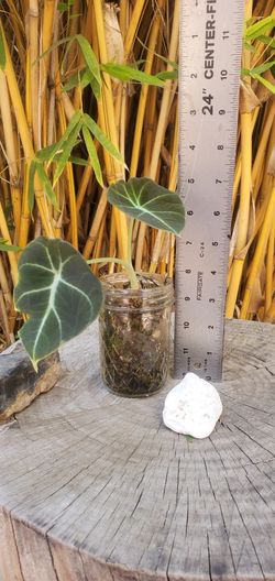 Baby Velvet Alocasia