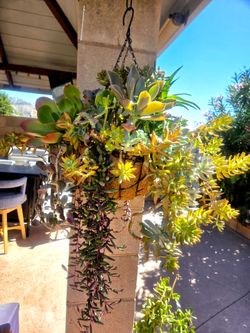 Hanging Suculent Plants Mix