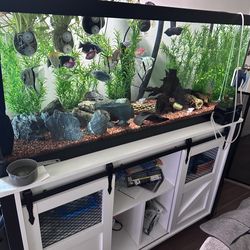 75 gallon aquarium