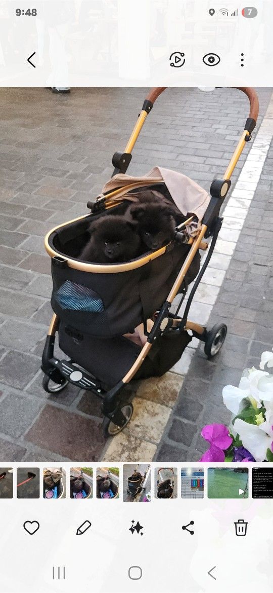Pet Stroller For Small Animals And Small Dogs