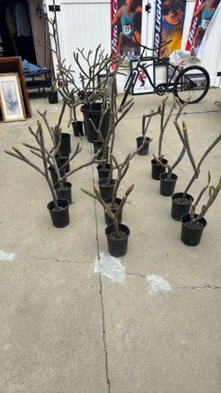Plumeria plants one gallon