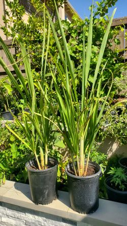 Sugarcane Plants 3-4ft tall
