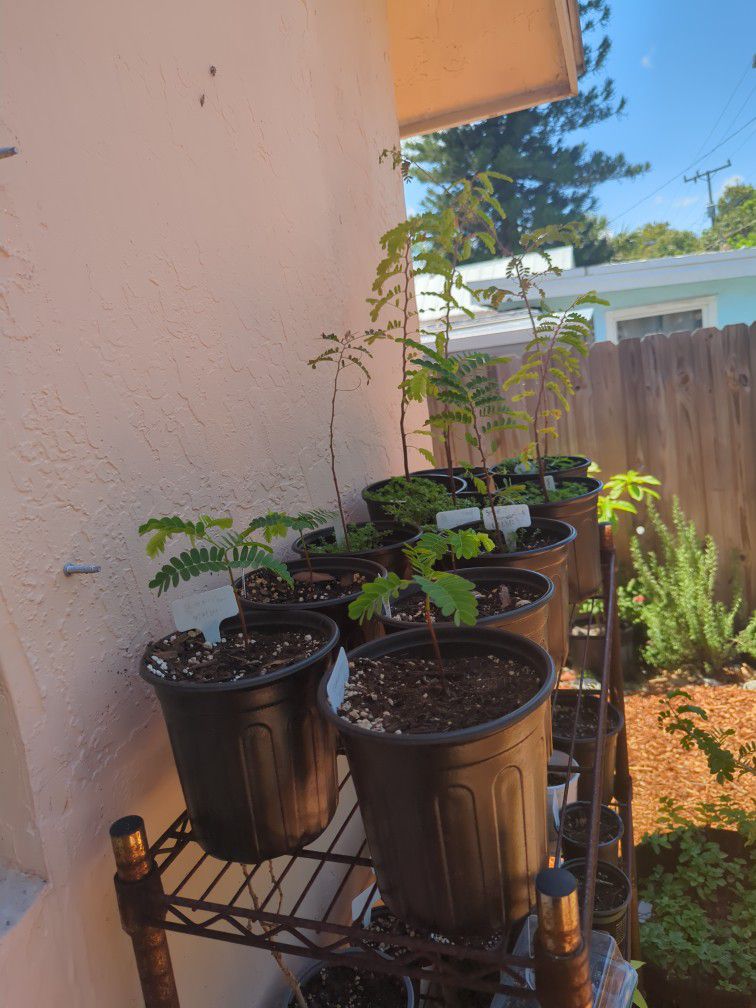 Tamarind Plants - 1 Gal Pot $10