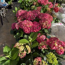 Beautiful Hydrangea For Mother’s Day Gift 🎁