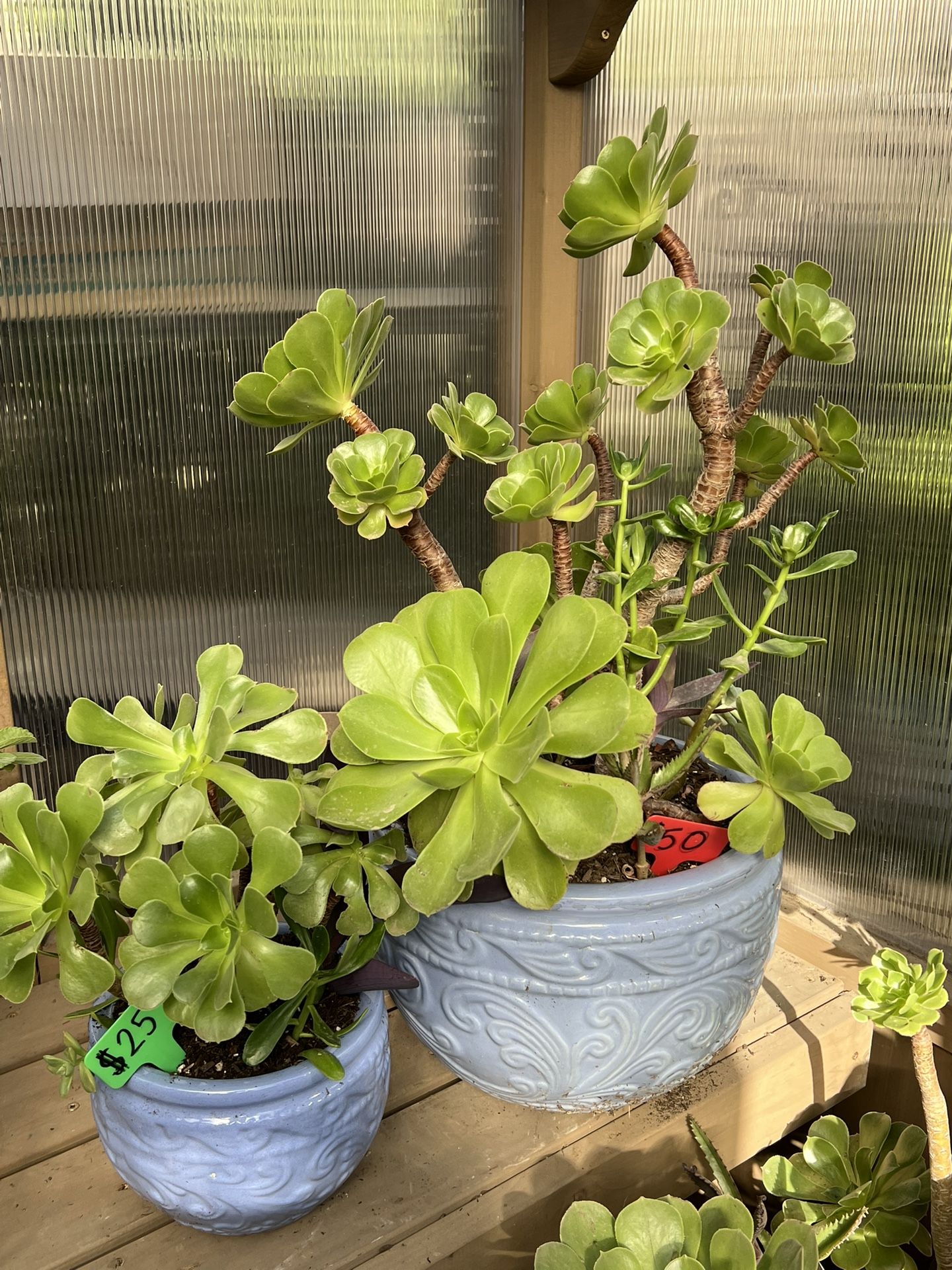 Succulent Planters