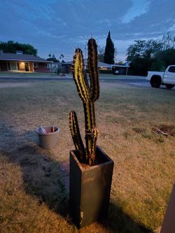 Peruvian Apple Cactus