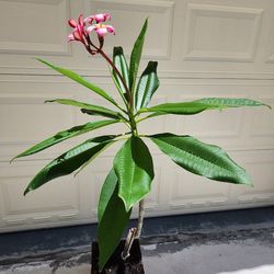 Beautiful Potted Plumeria /Frangipani  Flowering Plant