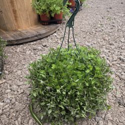 Bolivian Jew Hanging Baskets, Plantas, Plants