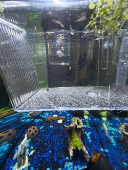 Baby guppy fish