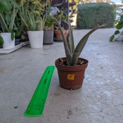 Aloe Plant 3