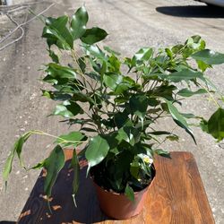 Ficus Plant 
