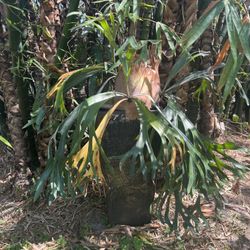 🌸LARGE STANDUP PLANTER & STAG HORN FERN POTTED - West Palm Beach Estate Sale - Palm Beach County Outdoor Decorators Dream Tall Iridescent Pot 