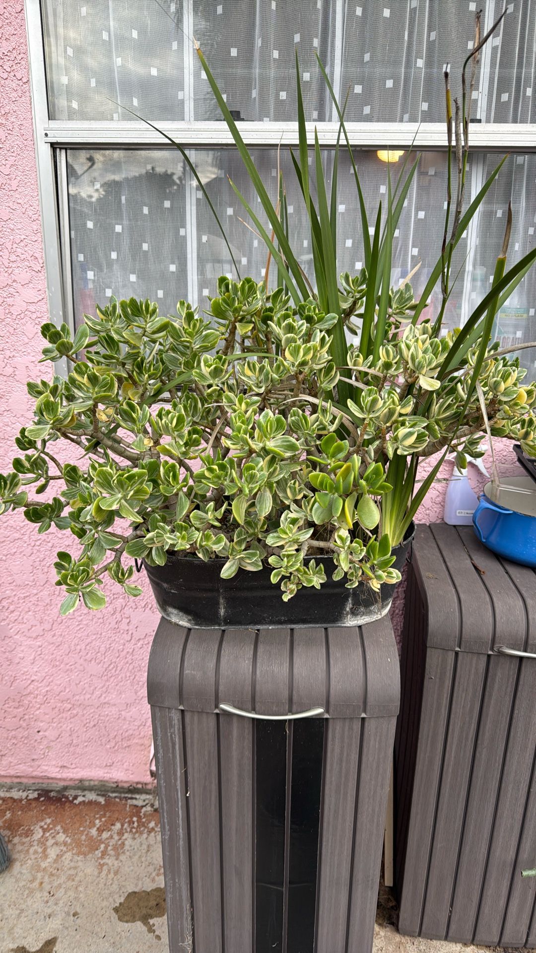 Variegated Jade Plant