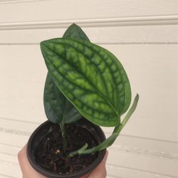 Beautiful Monstera Peru Plant