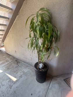 Free plant