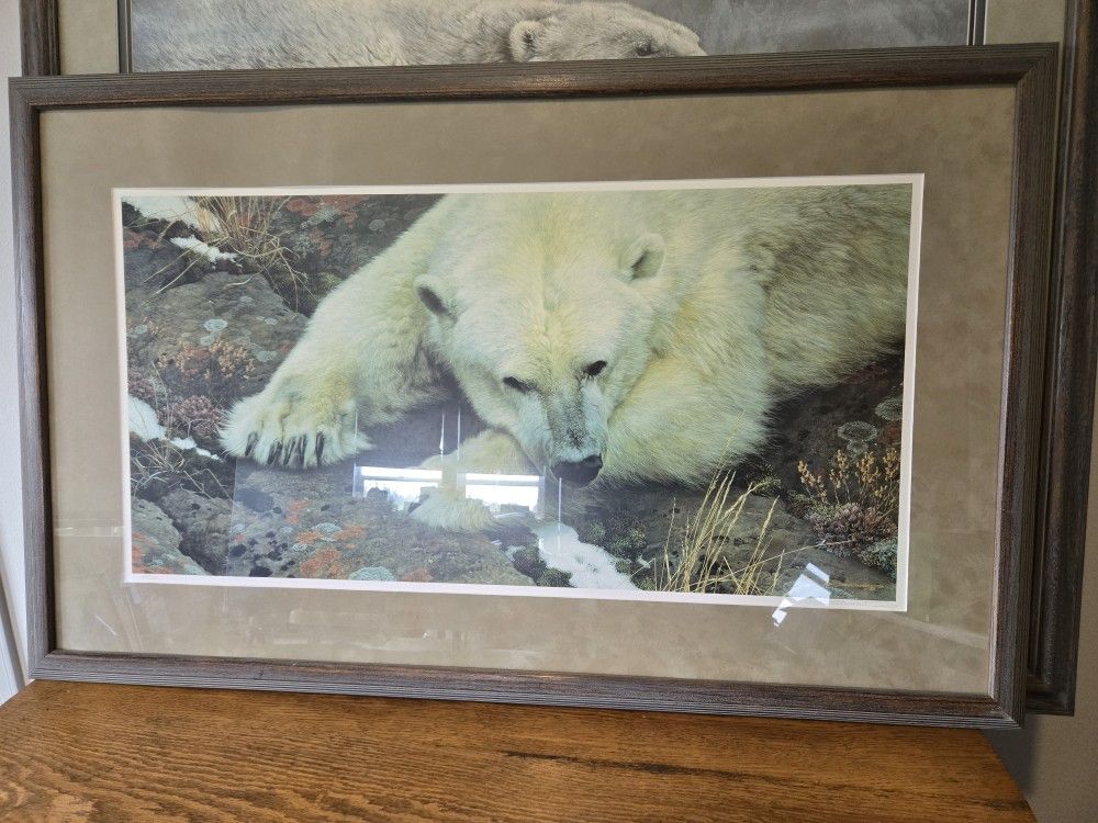 Top  of the World - Polar Bear by Carl Brenders. 